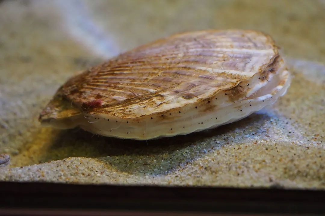 美食水族图片高清_水族美食图片_美食水手图片