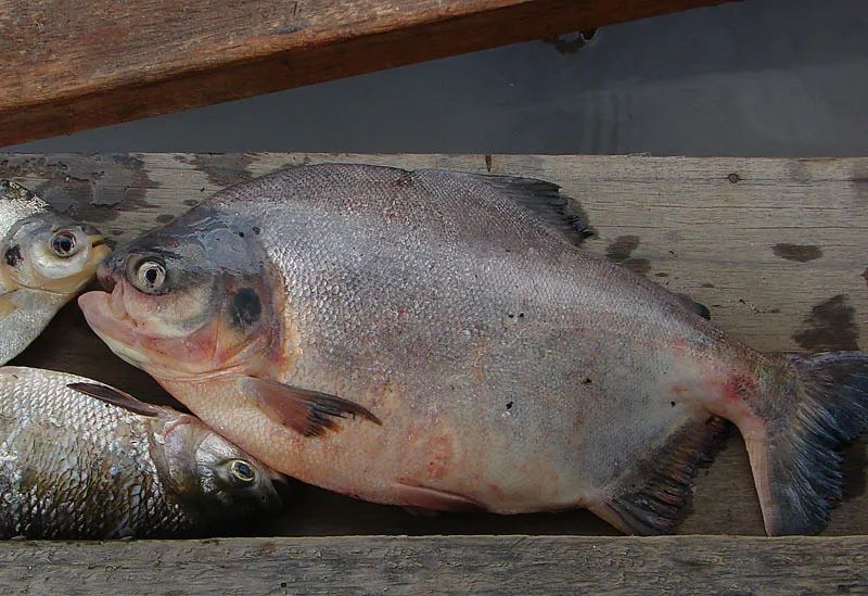 水族美食图片_美食水族图片高清_美食水手图片